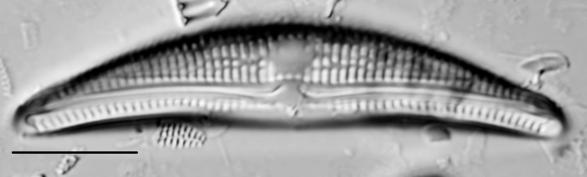 Amphora copulata LM4