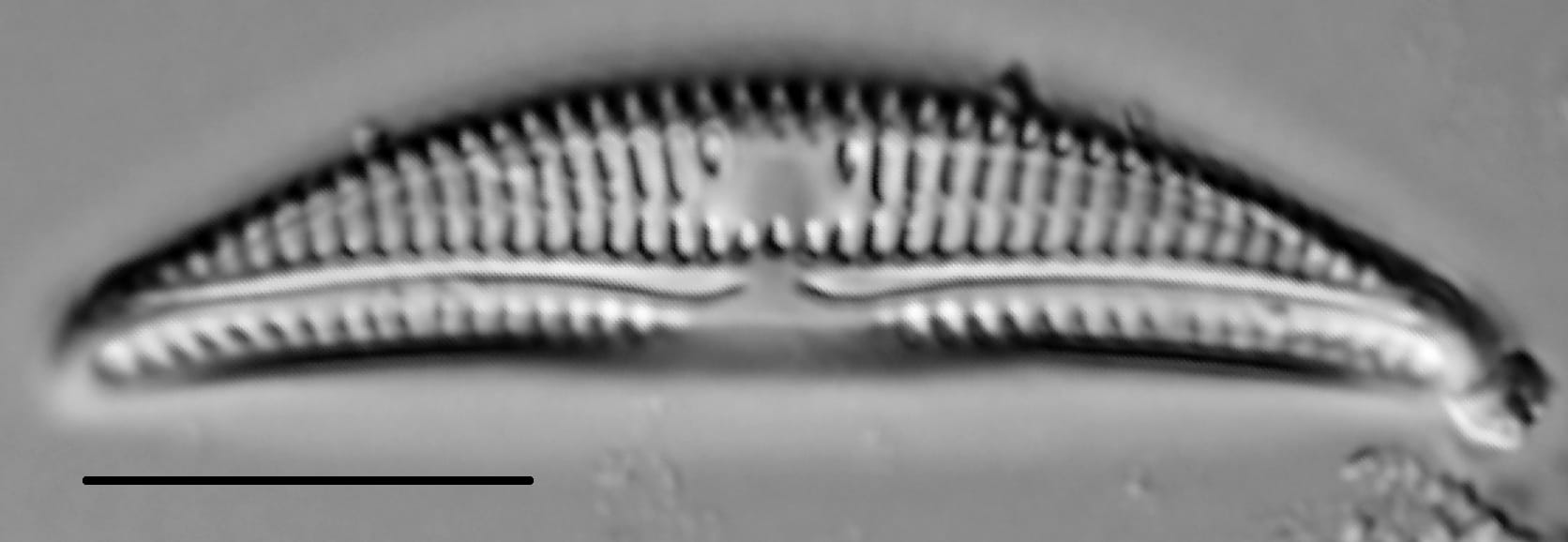 Amphora copulata LM5