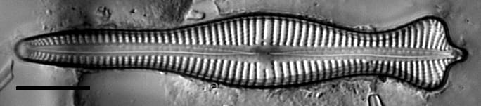 Coronatum Gc4367A003