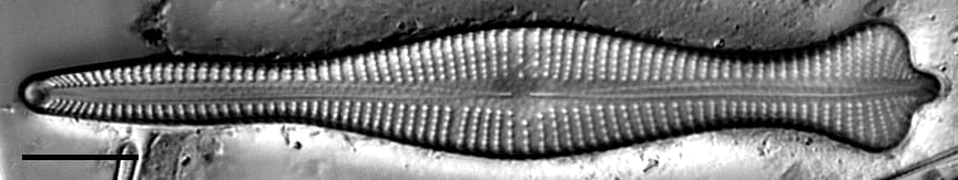 Coronatum Gc4367A006