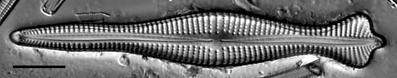 Coronatum Gc4367A007