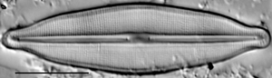 Frustulia crassinverva LM2