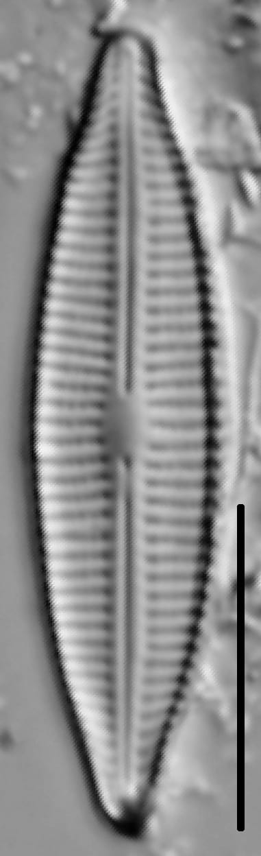 Craticula Halophila 005