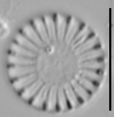 Cy Meneghiniana 15540A 09172015 21 Cl