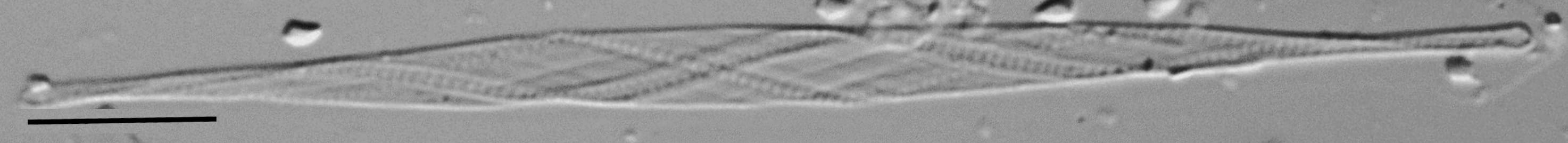 Cylindrotheca gracilis LM3