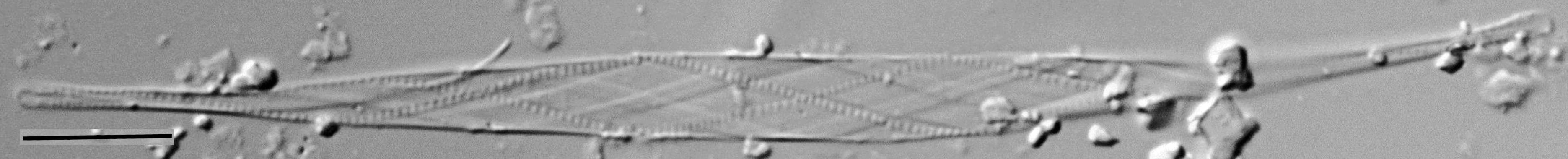 Cylindrotheca gracilis LM1