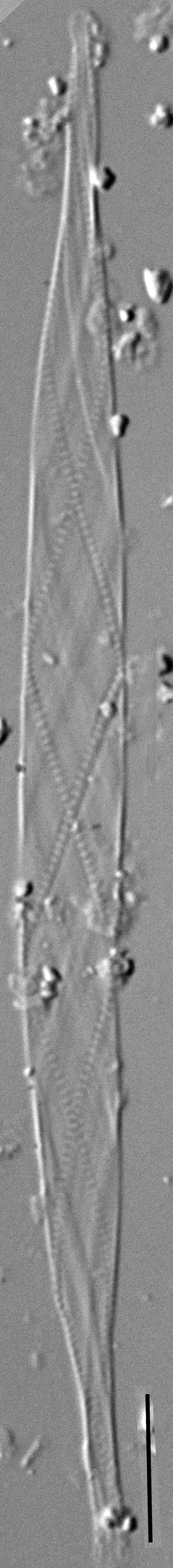 Cylindrotheca gracilis LM2