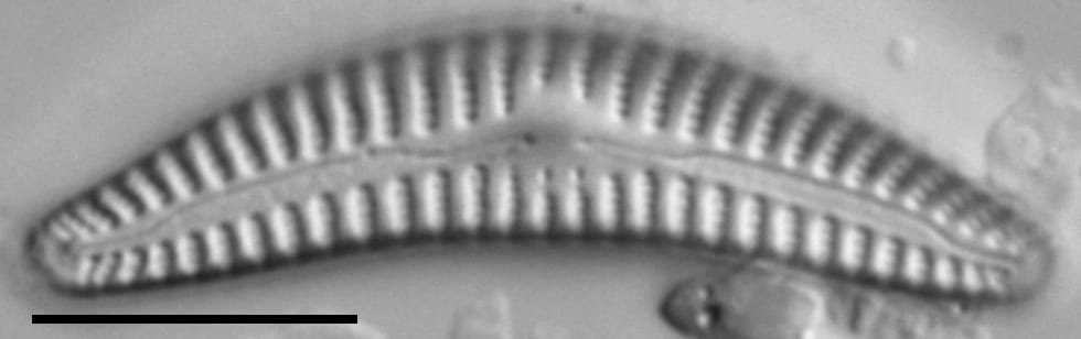 Cymbella cleve-eulerae LM5