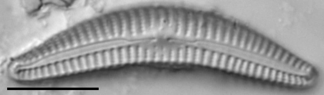 Cymbella cleve-eulerae LM3