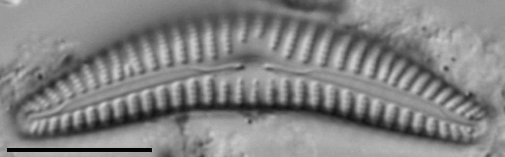 Cymbella cleve-eulerae LM4