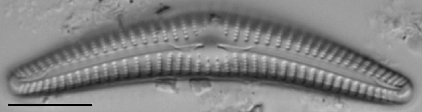 Cymbella cleve-eulerae LM1