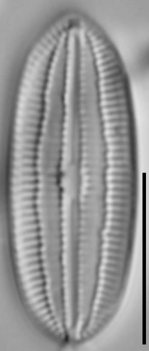 Diploneis marinestriata LM7