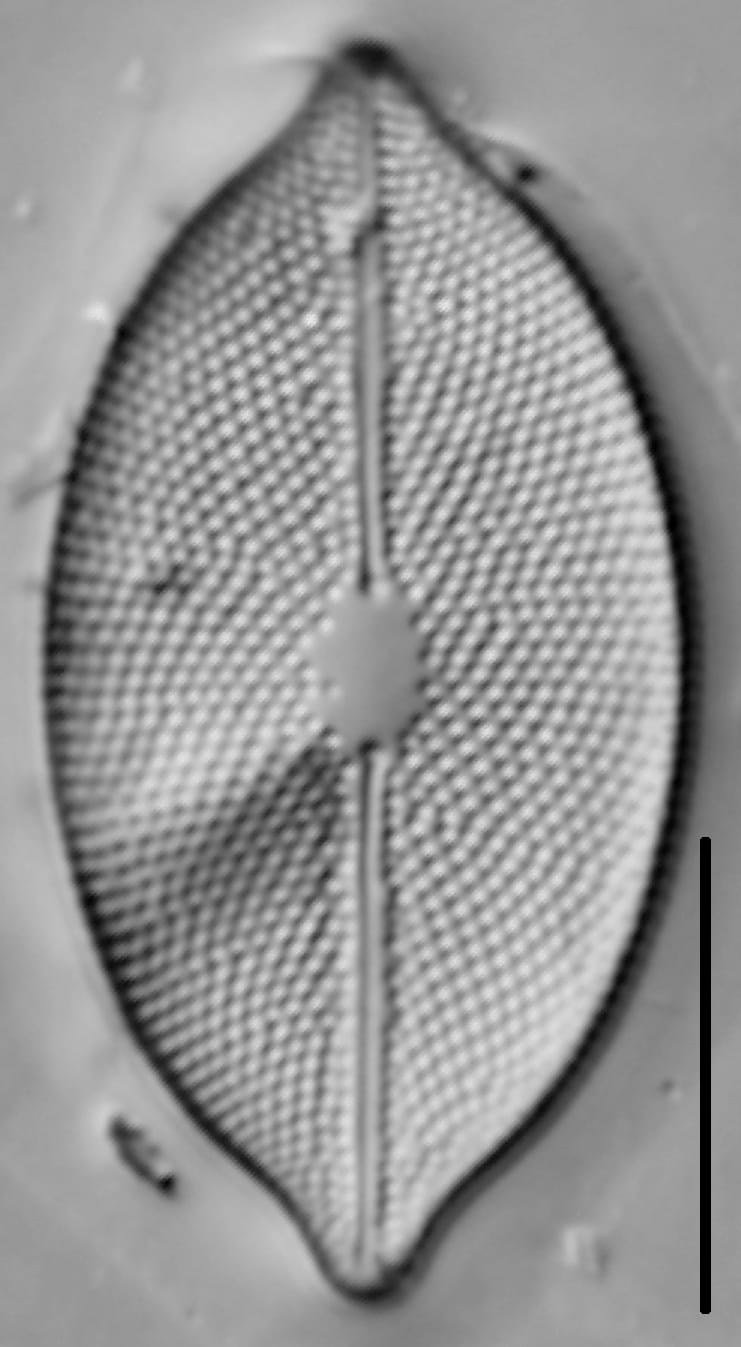 Decussata placentula LM5