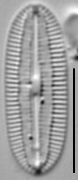 Diploneis marinestriata LM6