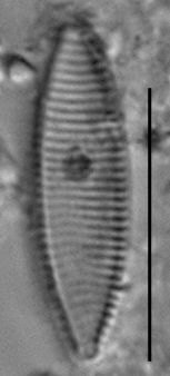 Duplicate Angustulata 102457Rev004