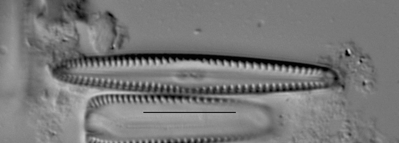 Duplicate Apuncto Gc4242B 005