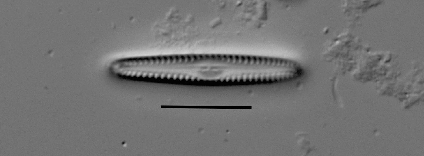 Duplicate Apuncto Gc4242B 007