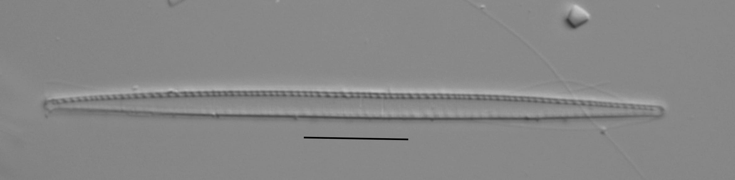 Duplicate Gracilis 112594 002