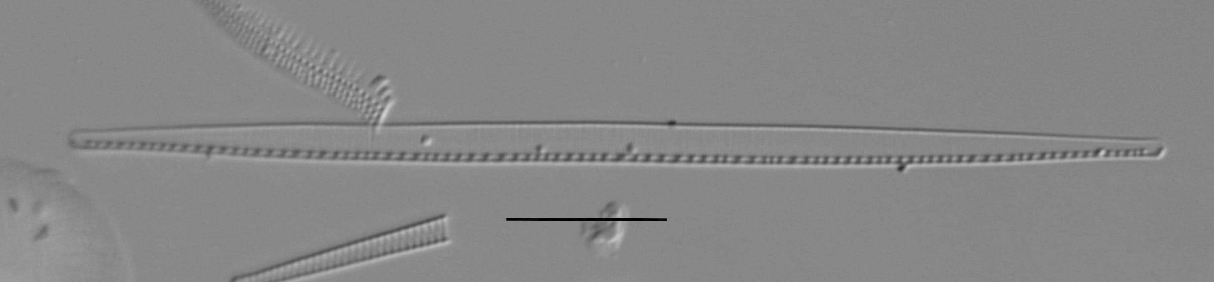 Duplicate Gracilis 112594 003