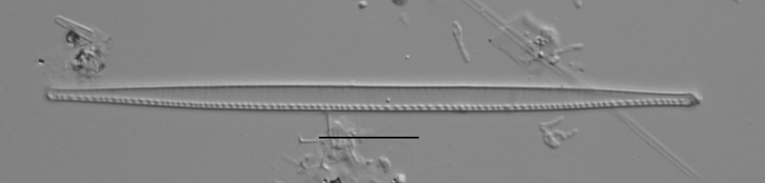 Duplicate Gracilis 112594 006