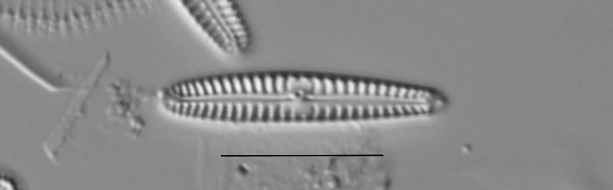 Duplicate Pygmaeum 111316A 001