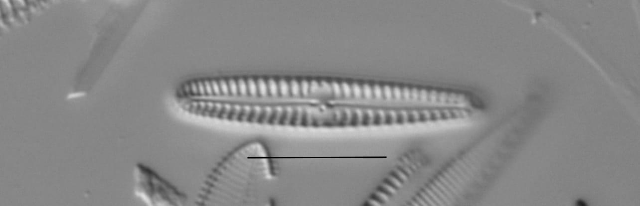 Duplicate Pygmaeum 111316A 004