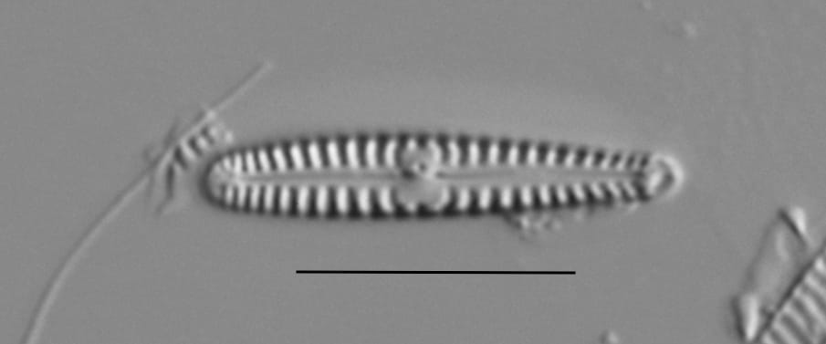 Duplicate Pygmaeum 111361 008