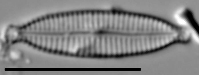 Encyonemopsis Subminuta 001