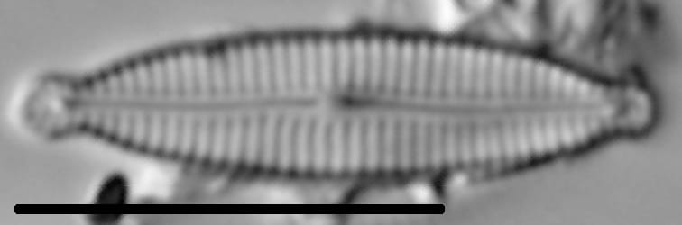 Encyonemopsis Subminuta 002