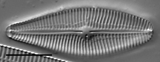 Eriense Boyer  T 5 14001