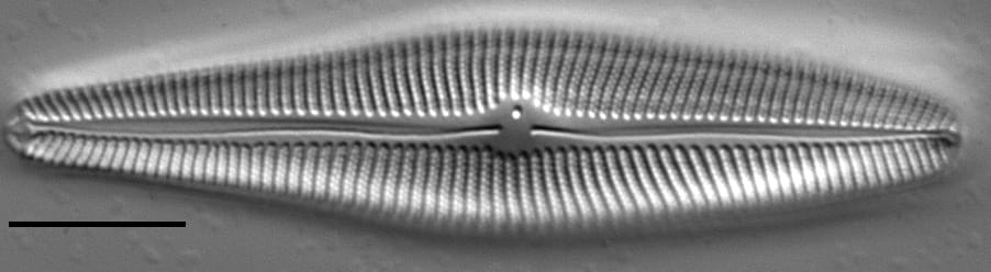 Eriense Boyer  T 5 14002