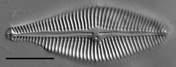 Eriense Boyer  T 5 14003