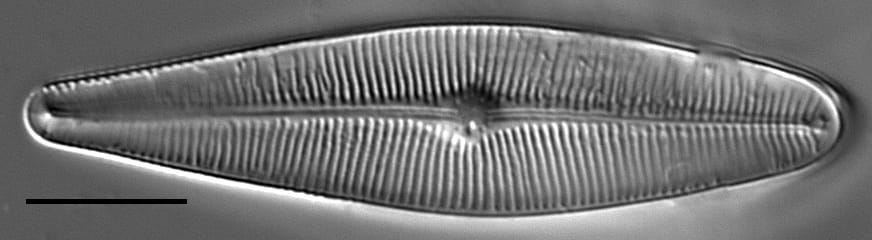 Eriense Boyer  T 5 14004