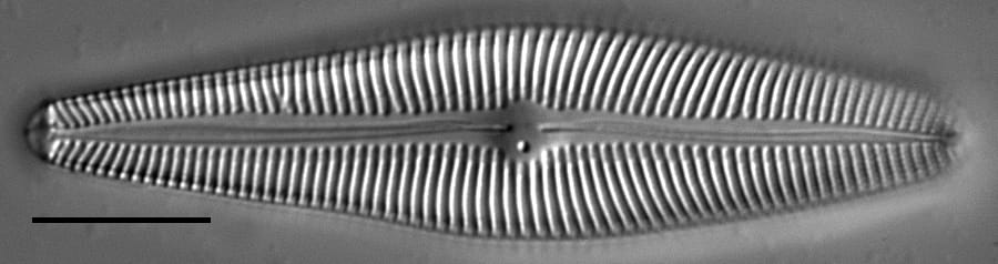 Eriense Boyer  T 5 14006