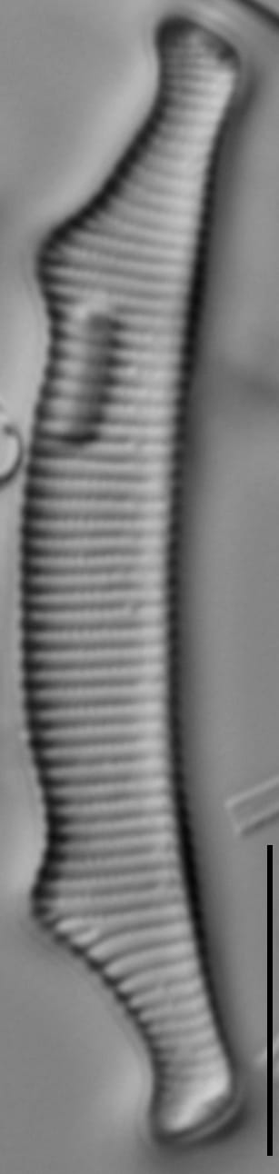 Eunotia bactriana LM4