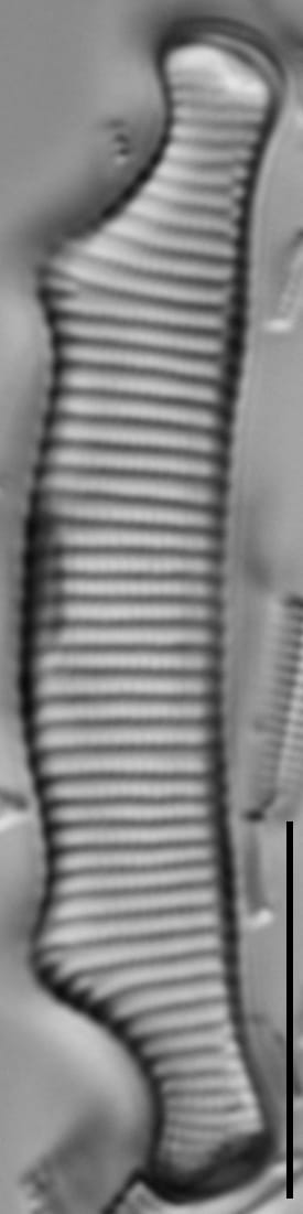 Eunotia bactriana LM7