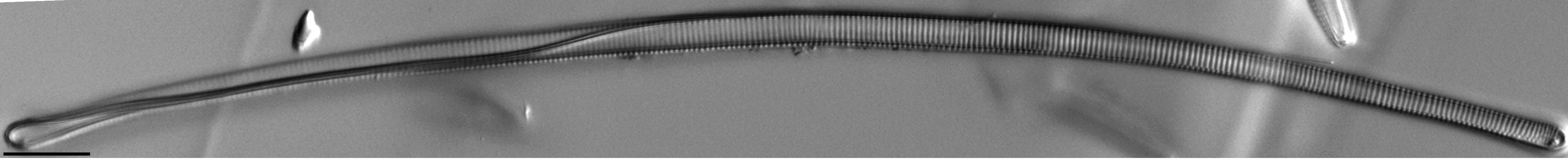 Eunotia Naegelii Long I