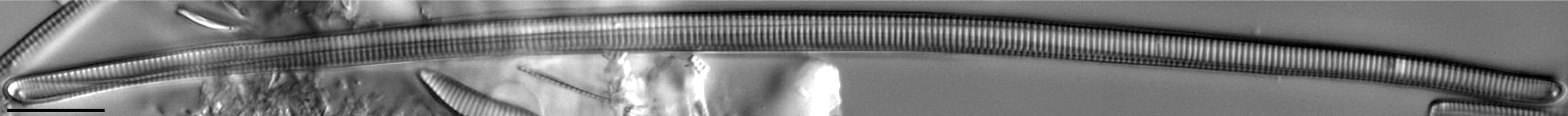 Eunotia Naegelii Long Ii