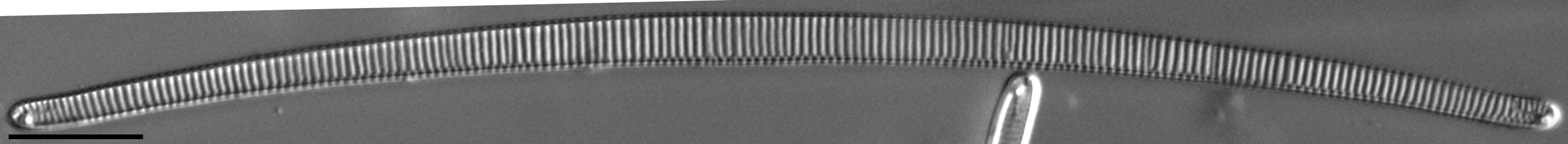 Eunotia Naegelii Long Iii