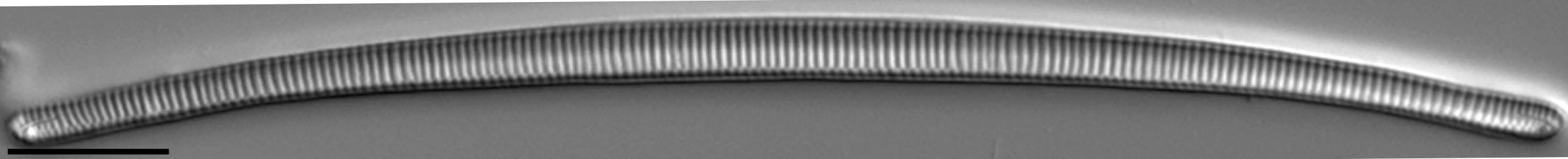 Eunotia Naegelii Mid