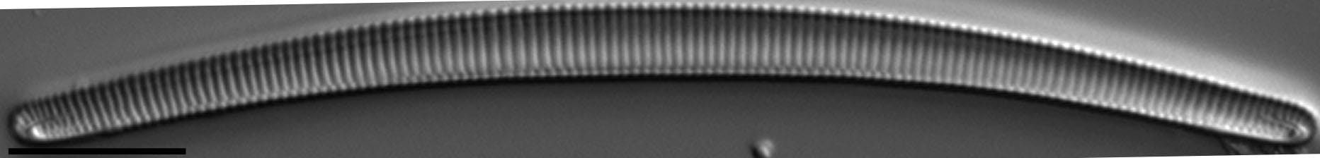 Eunotia Naegelii Short