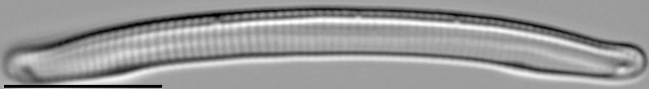 Eunotia Paludosa Long C