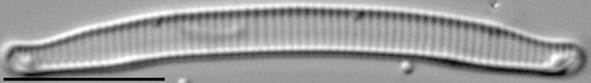 Eunotia Paludosa Mid Ic