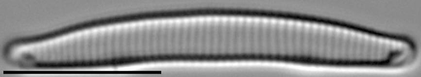 Eunotia Paludosa Mid Iiic