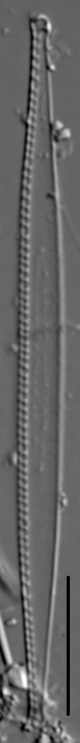 Nitzschia exilis LM2