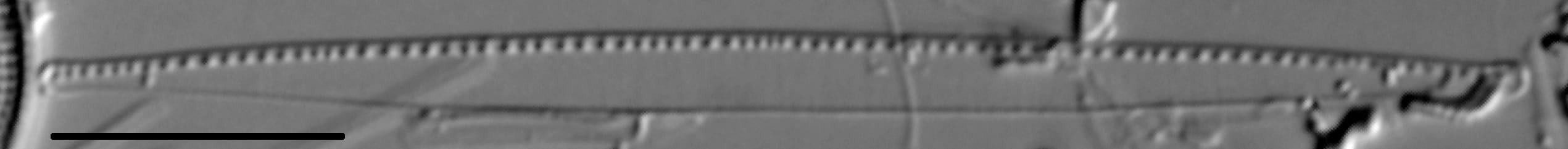 Nitzschia exilis LM4