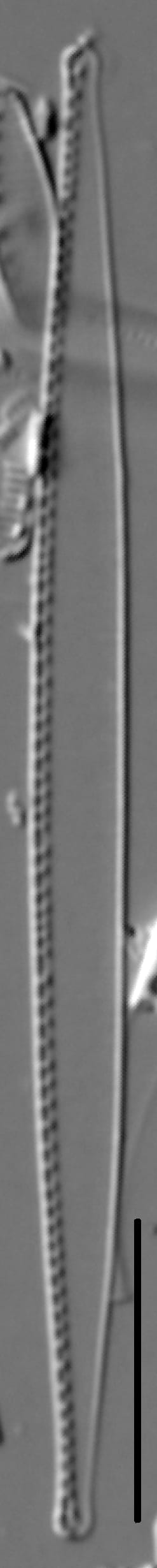 Nitzschia exilis LM5