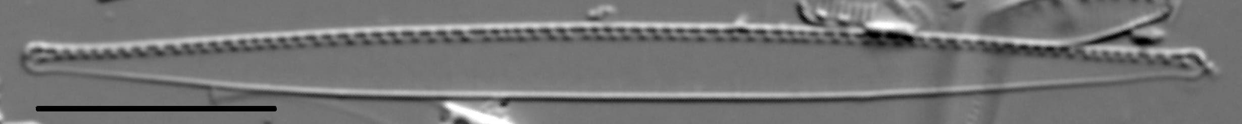 Nitzschia exilis LM5