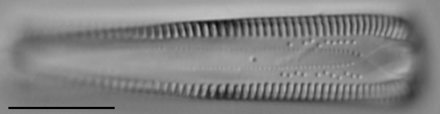 G Amerhombicum  A Isotype 20170301 08 Cl