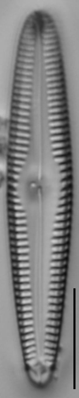 G Amerhombicum  A Isotype 20170301 18 Cl